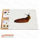 Комплект карточек Монтессори «Беспозвоночные животные»1