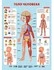 Дидактический плакат «Тело человека»