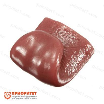 Язык силиконовый для демонстрации 2