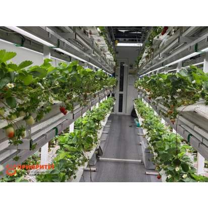 Стеллаж для выращивания клубники Стена1_1