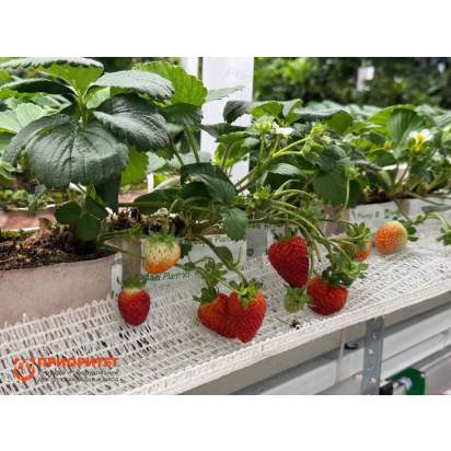 Стеллаж для выращивания клубники Стена2_1