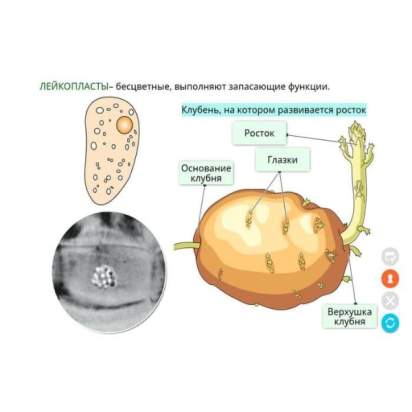 Электронные образовательные ресурсы Растениеводство1_1