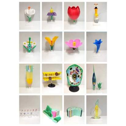 Комплект ботанических моделей демонстрационный_1