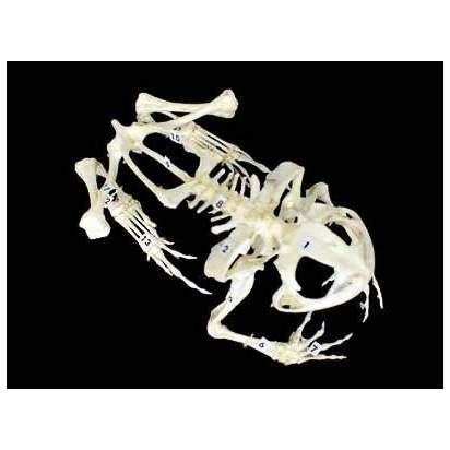 Комплект скелетов различных классов животных (2)