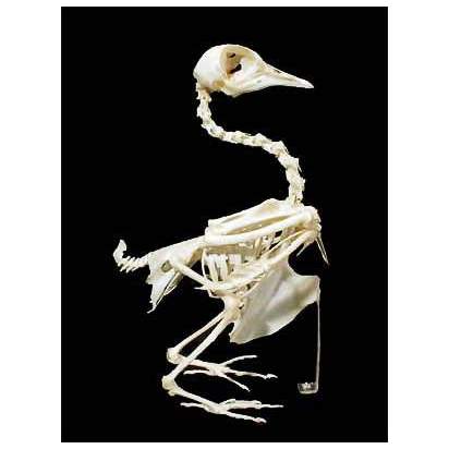 Комплект скелетов различных классов животных (4)