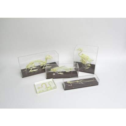 Комплект скелетов различных классов животных_о1