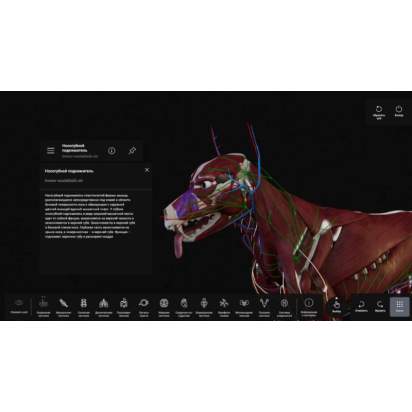 Виртуальный учебный комплекс Интерактивный трехмерный атлас анатомии животных5_1