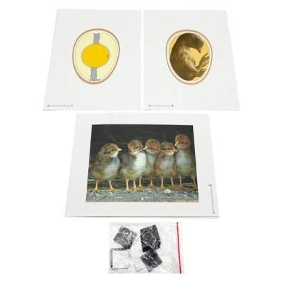 Комплект моделей-аппликаций демонстрационный_1