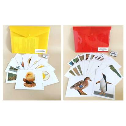 Комплект моделей аппликаций демонстрационный, включающий модель аппликацию «Многообразие хордовых Птицы» модель аппликацию «Цикл развития птицы»_1