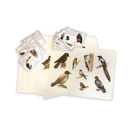 Комплект печатных пособий, включающий в том числе таблицы с изображениями домашних, диких, декоративных птиц, набор раздаточных карточек «Птицы»_1