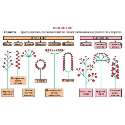 Электронные образовательные ресурсы Пчеловодство1_1