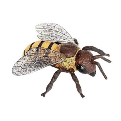 Макет рабочей пчелы_1