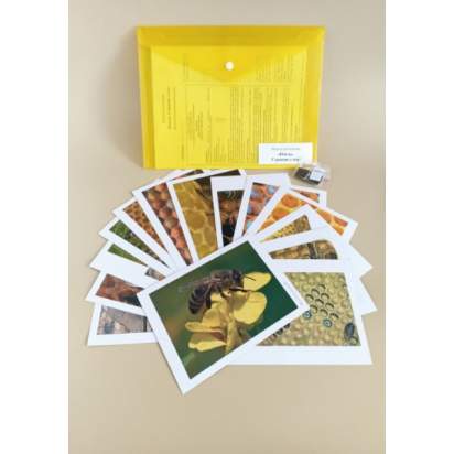 Модель-аппликация Пчелы. Строение улья_1