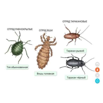 Электронные образовательные ресурсы Животноводство2_1