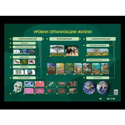 Электрифицированный стенд Уровни организации жизни_1