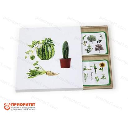 Комплект карточек Монтессори «Культурные растения»