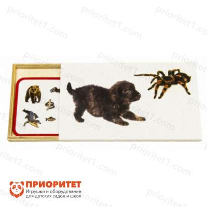 Комплект карточек Монтессори Позвоночные и беспозвоночные_1