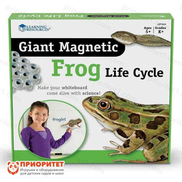 Развивающая магнитная игра «Жизненный цикл лягушки» (9 элементов) купить в  интернет-магазине в Москве