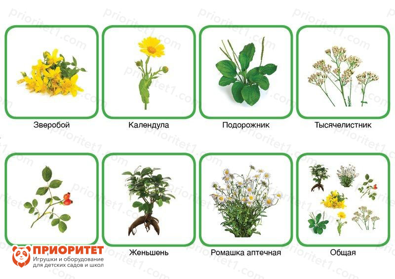 Комплект карточек Монтессори «Лекарственные растения»