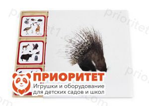 Комплект карточек Монтессори «Животные по материкам и частям света»