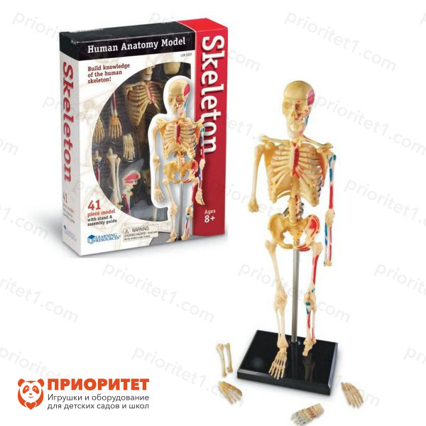 Конструктор «Анатомия человека. Скелет» (41 элемент)