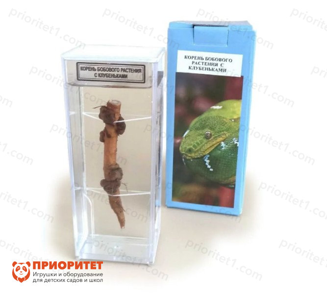 Влажный препарат Корень бобового растения с клубеньками