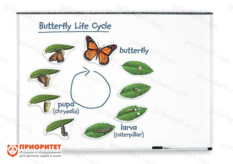 Развивающая магнитная игра «Жизненный цикл бабочки» (9 элементов)