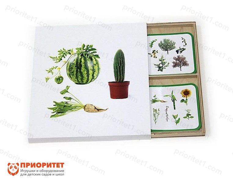 Комплект карточек Монтессори «Культурные растения»